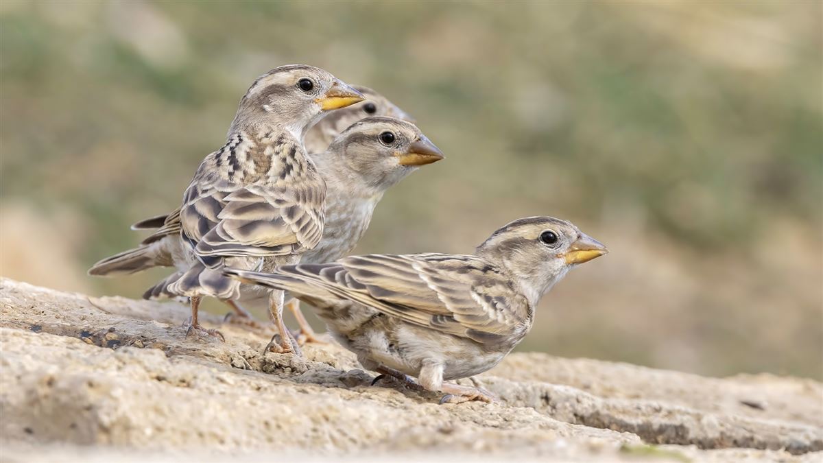 Rock Sparrow