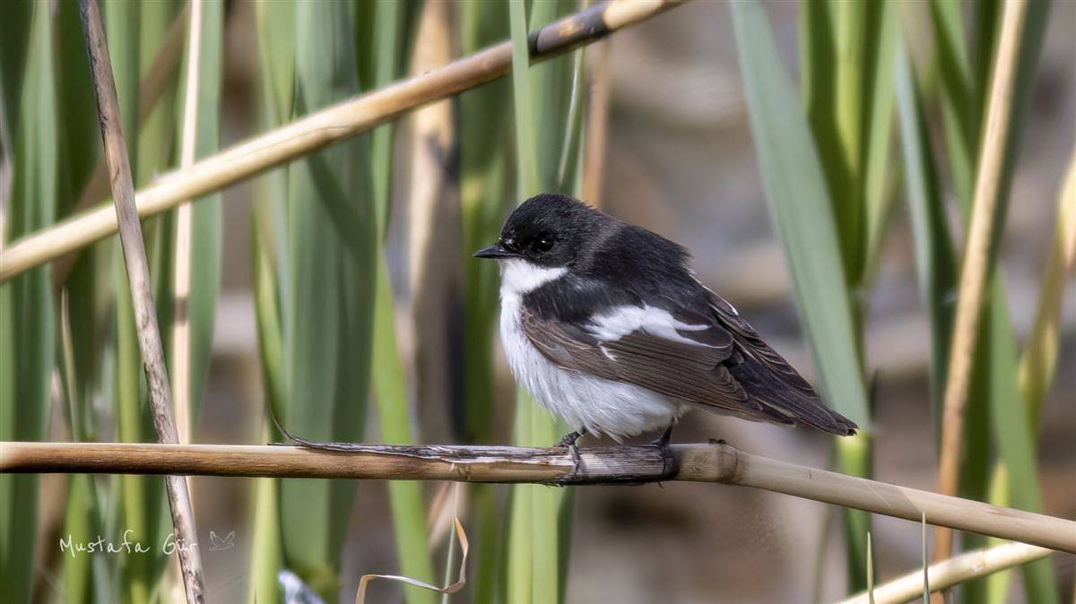 European Pied Flycatcher