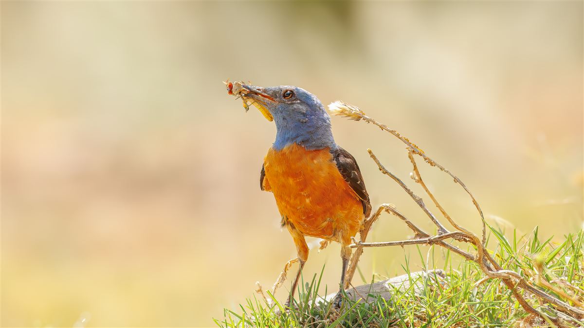 Common Rock Thrush