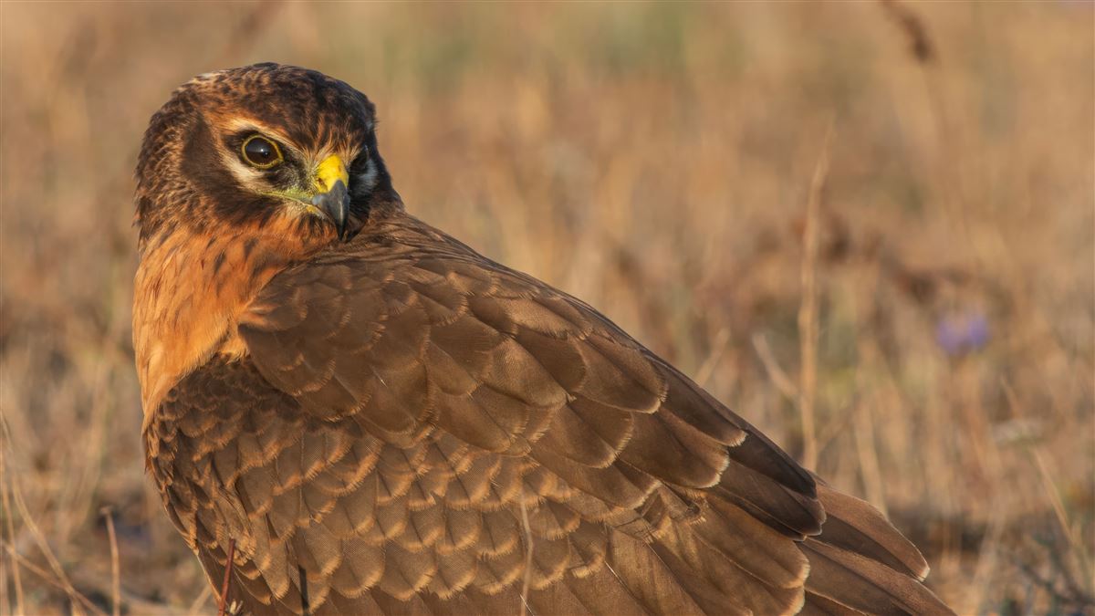Montagu`s Harrier