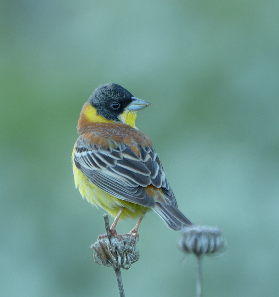 Black-headed Bunting