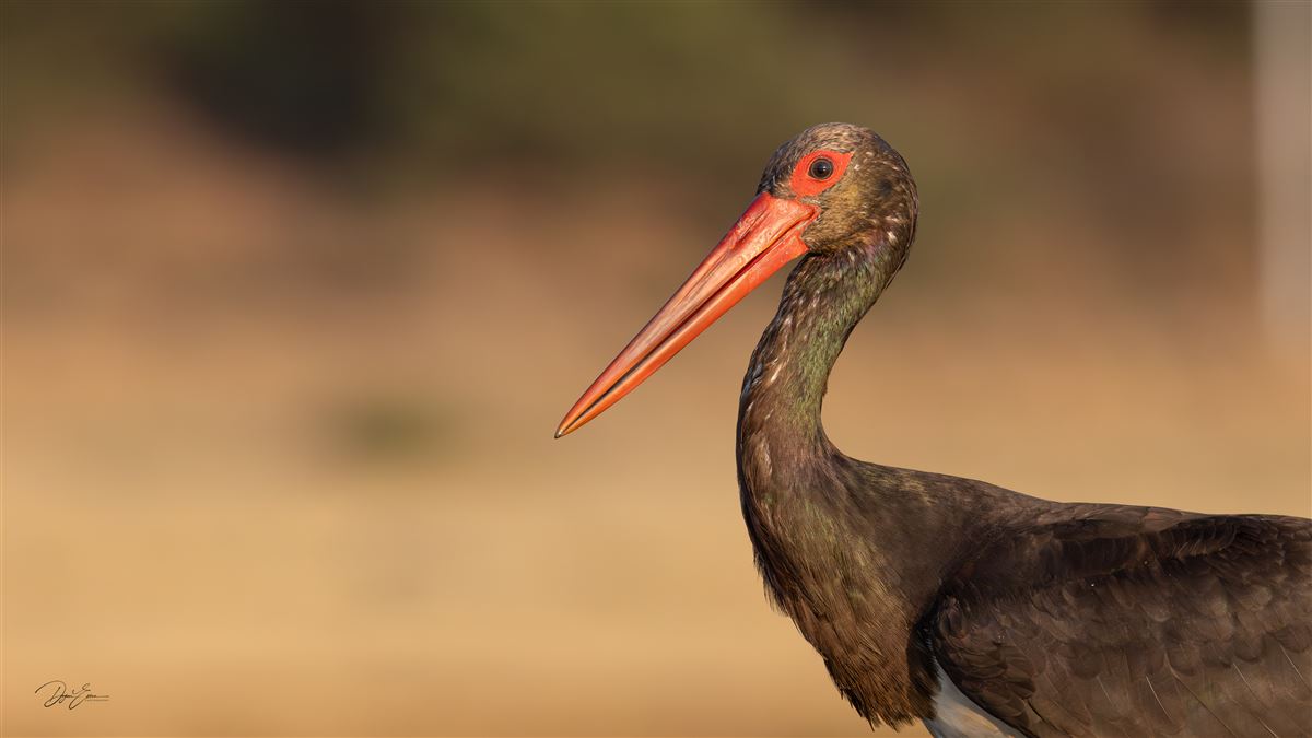 Black Stork