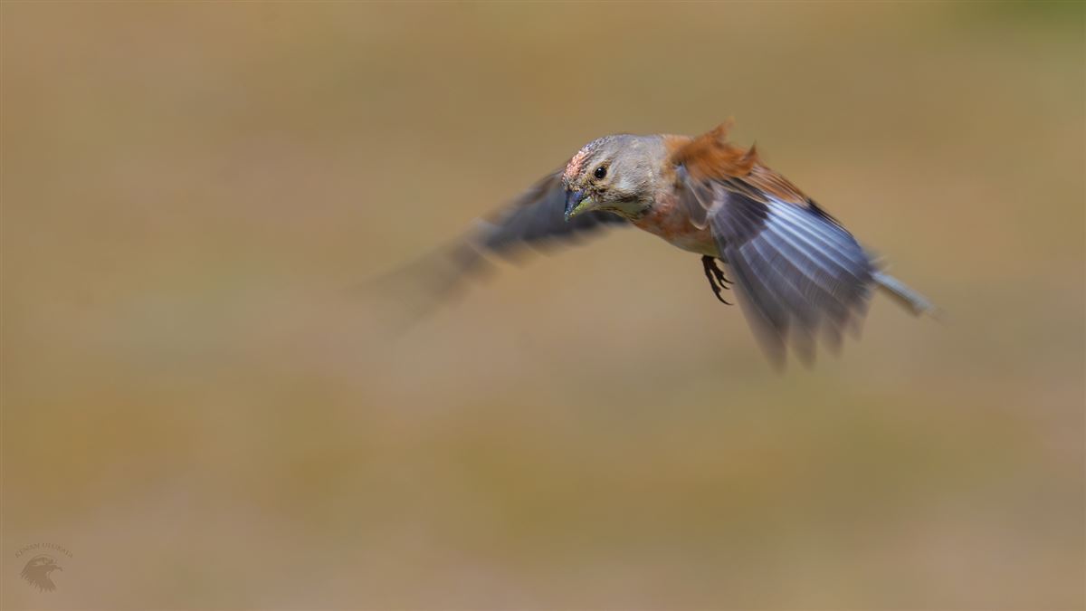 Common Linnet