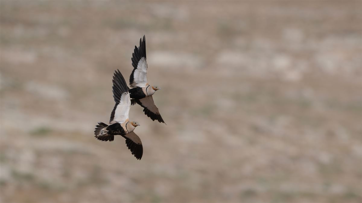 Black-bellied Sandgrouse