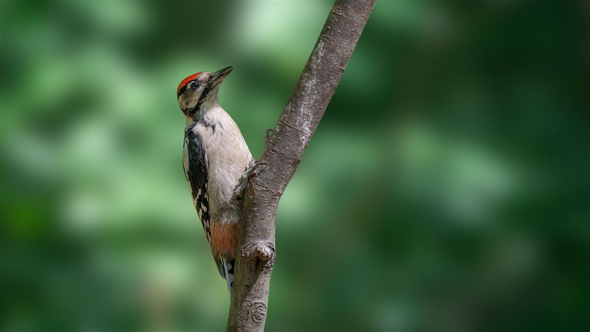 Great Spotted Woodpecker