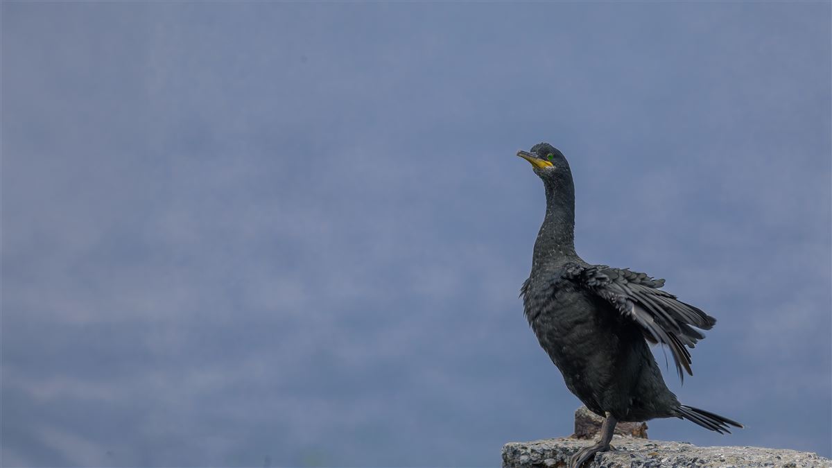 European Shag