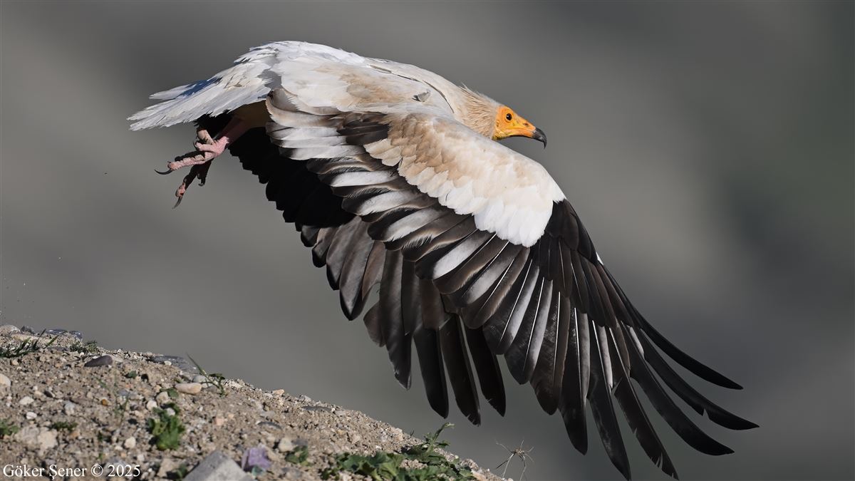 Egyptian Vulture