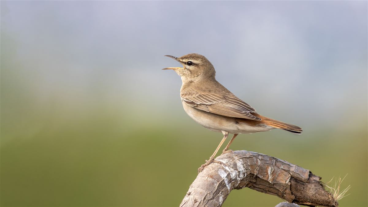 Rufous-tailed Scrub Robin