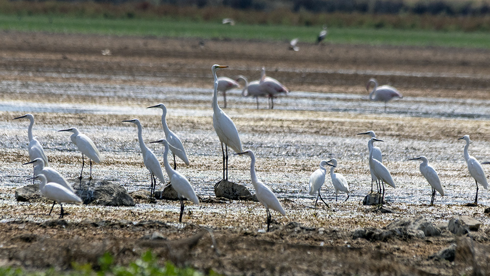 Little Egret