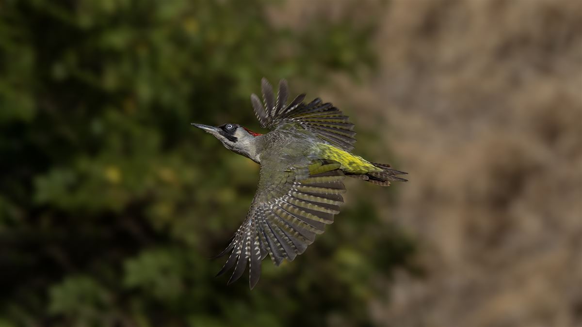 European Green Woodpecker