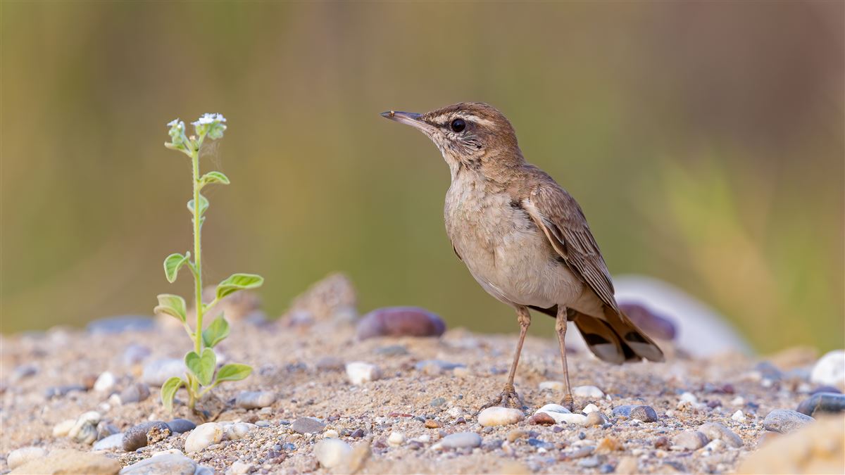 Rufous-tailed Scrub Robin
