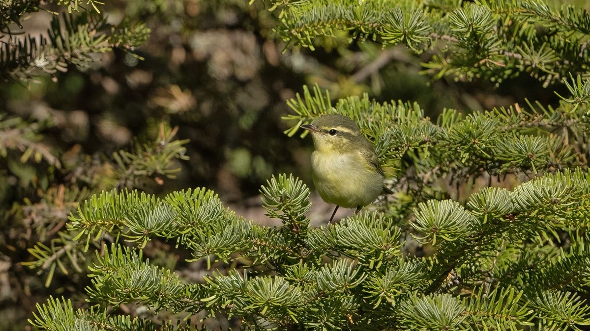 Green Warbler