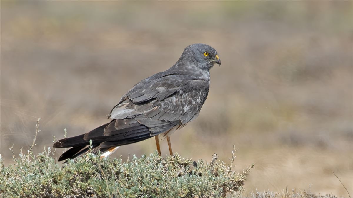 Montagu`s Harrier
