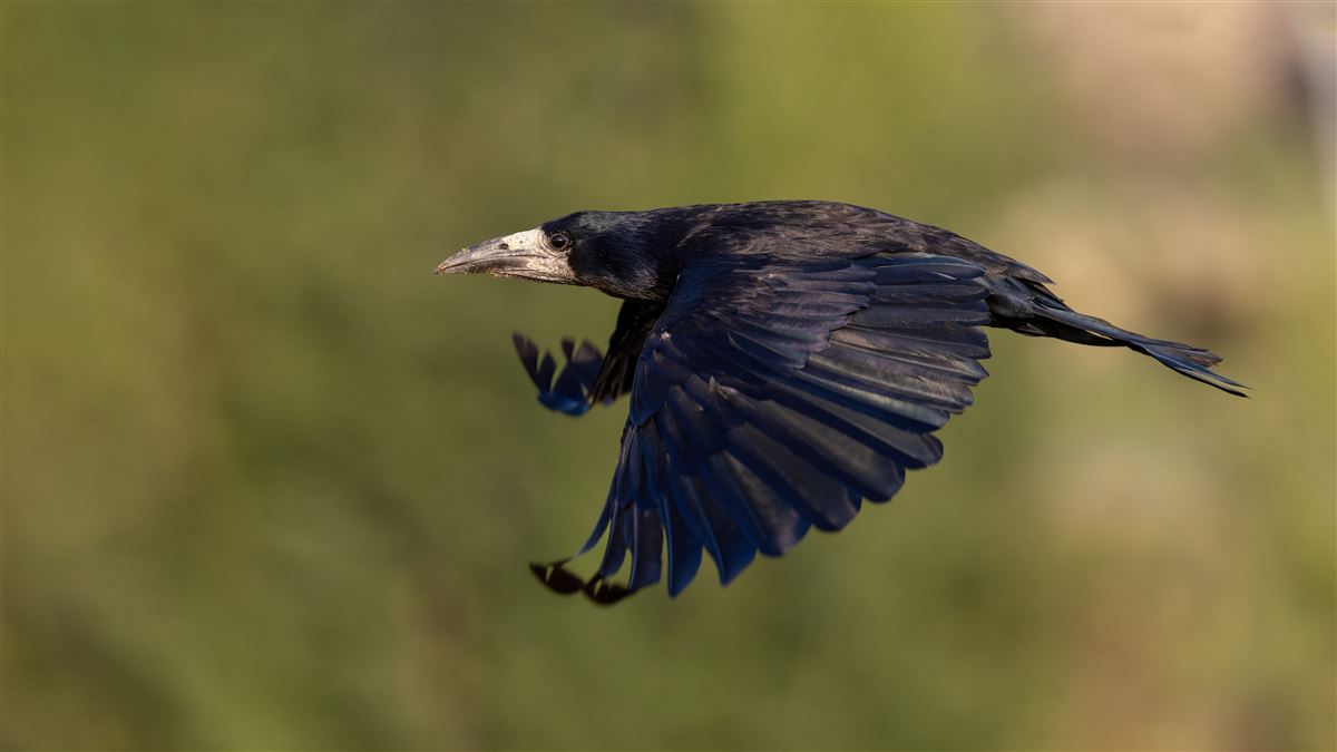 Rook