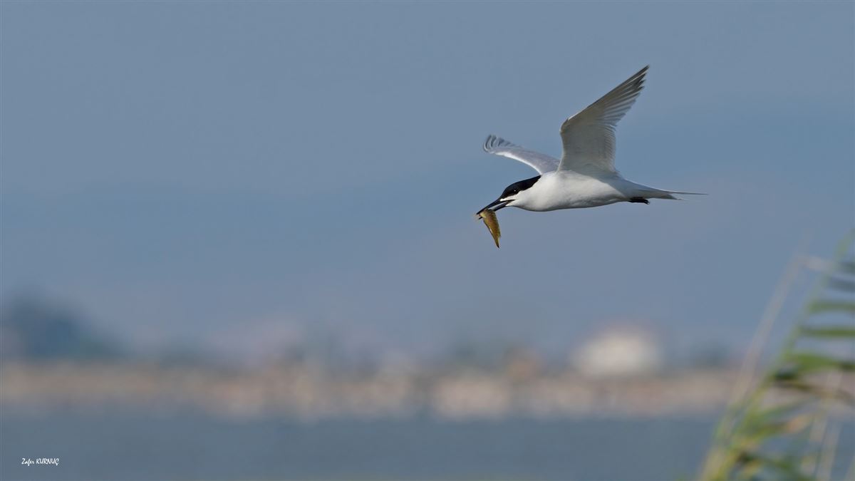 Sandwich Tern