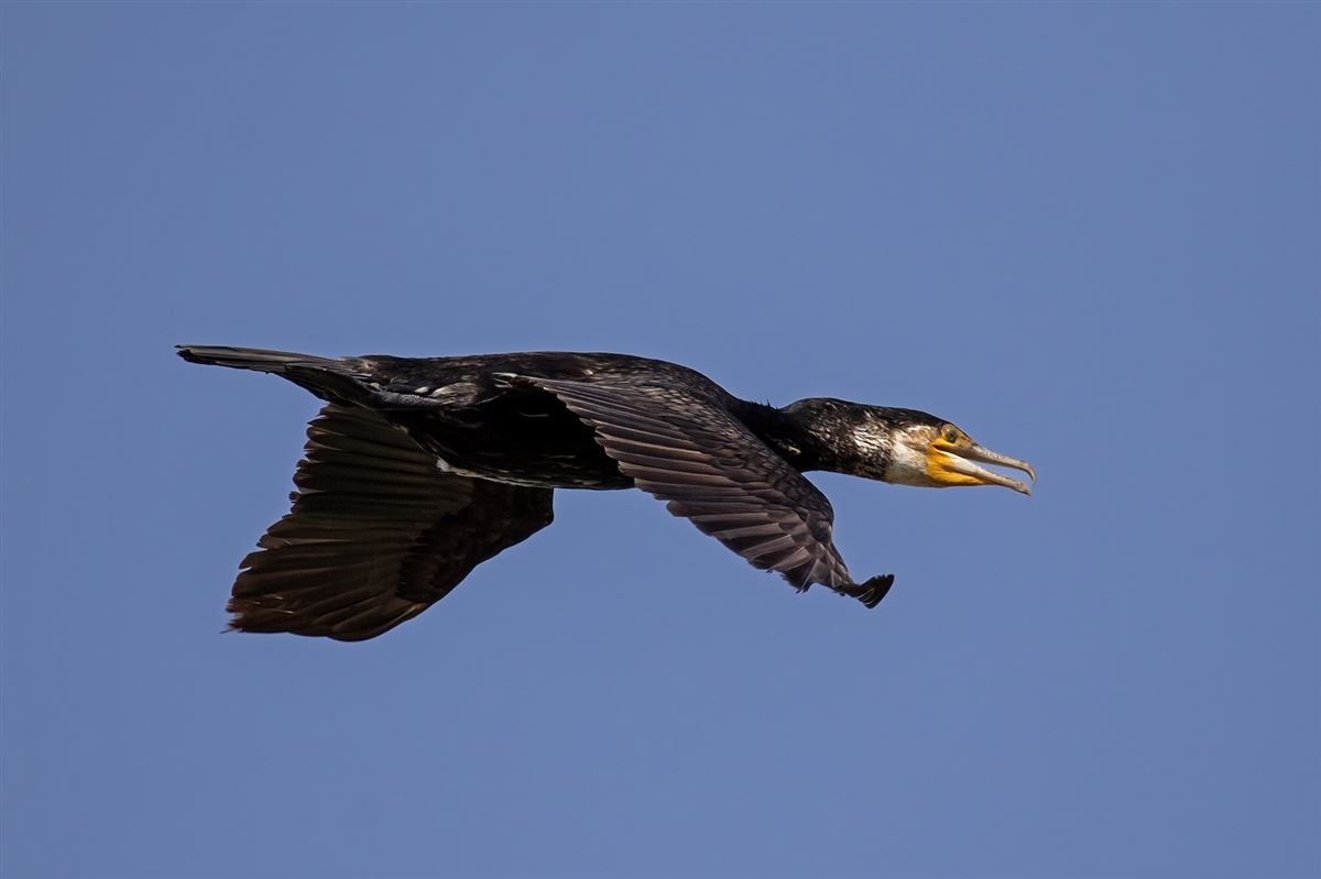 Great Cormorant