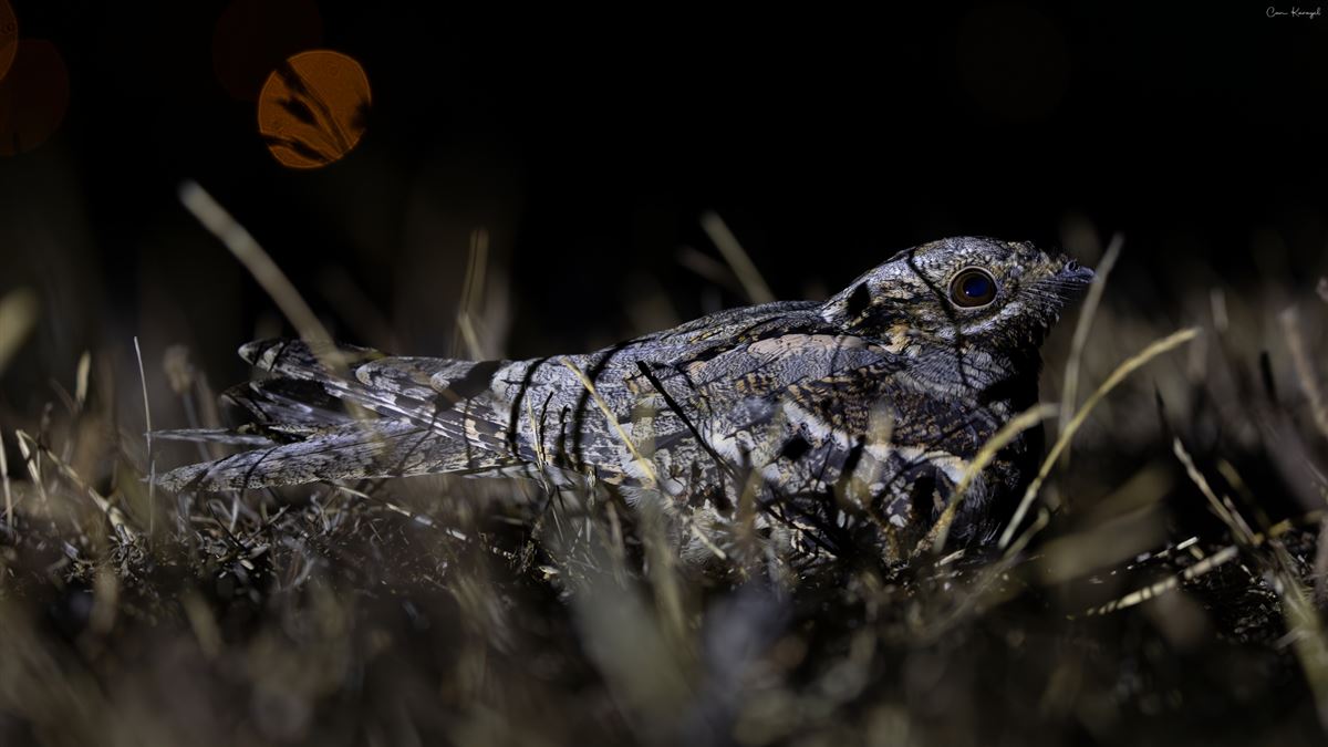 European Nightjar