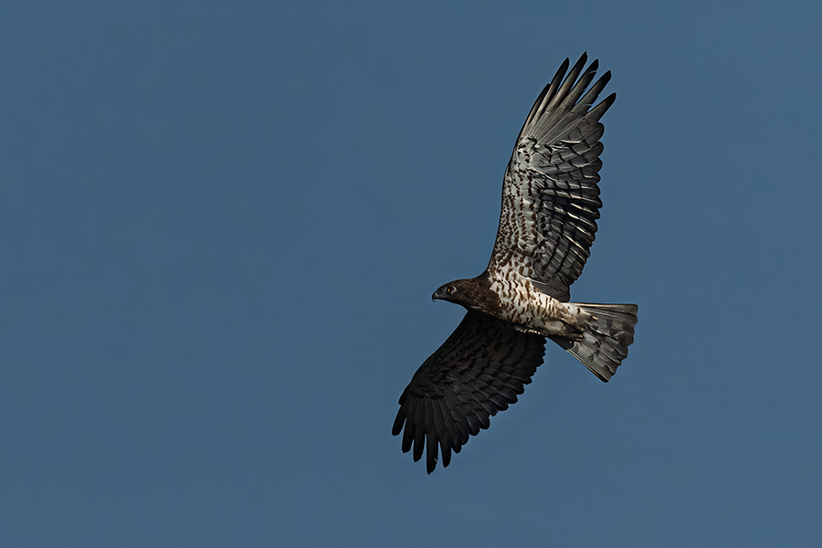 Short-toed Snake Eagle