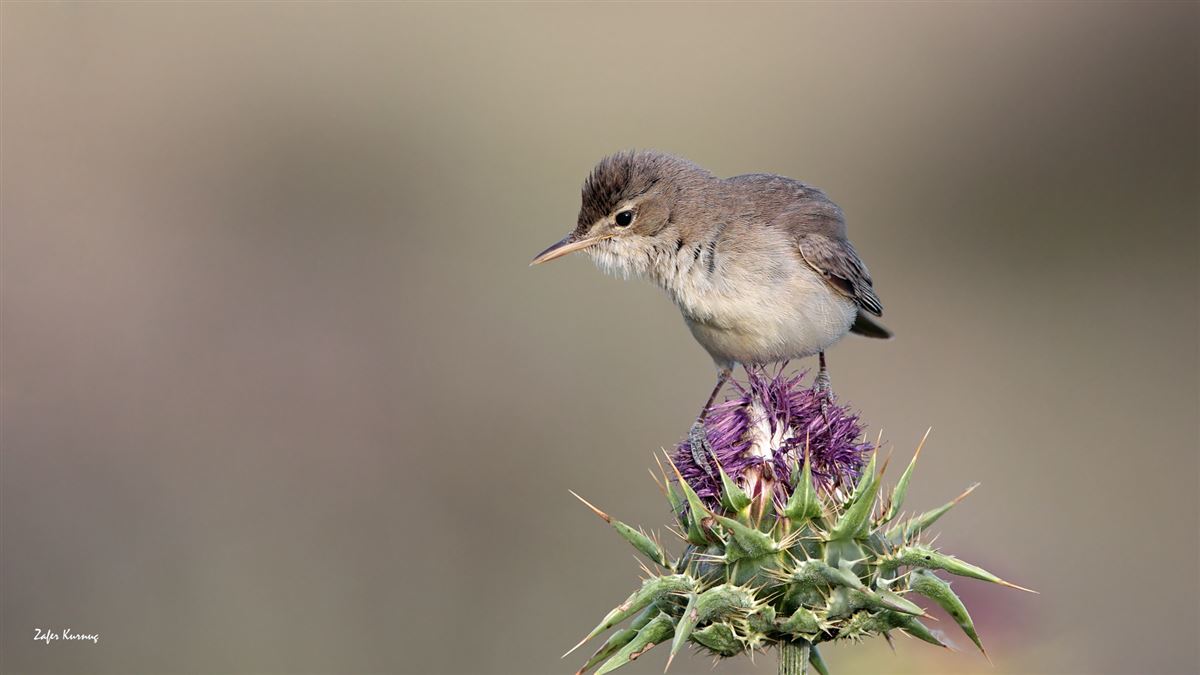 Eastern Olivaceous Warbler