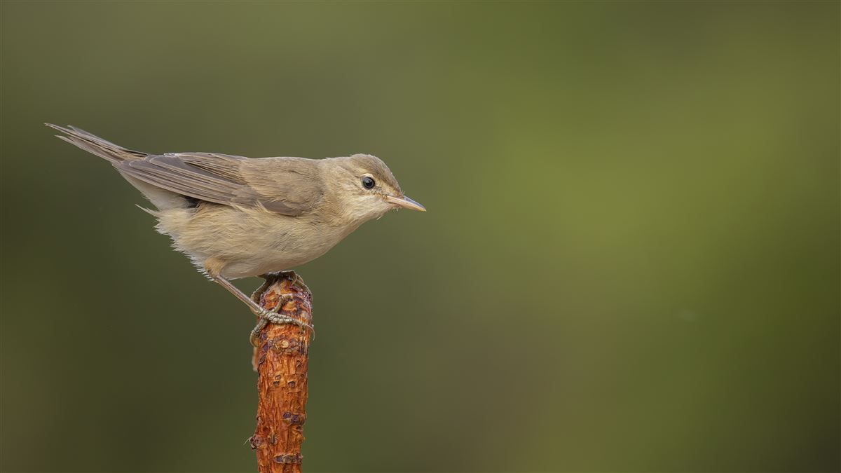 Marsh Warbler