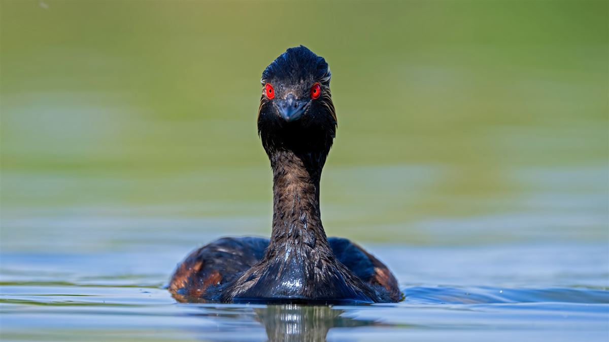 Black-necked Grebe