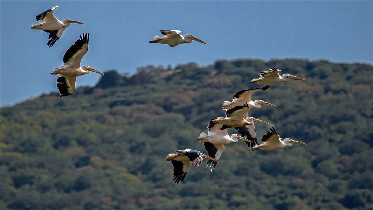Great White Pelican