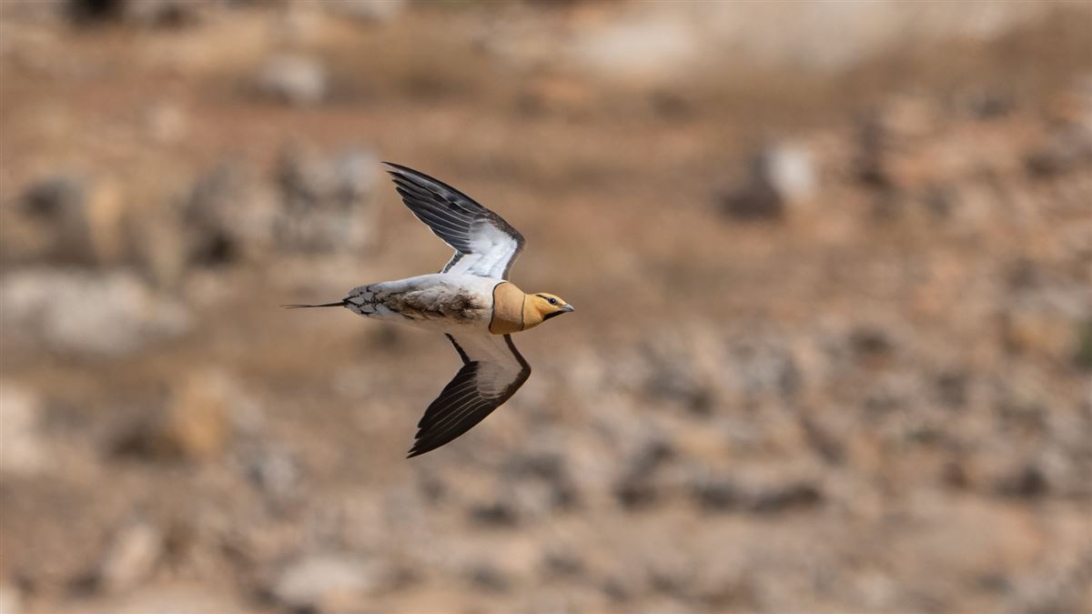Pin-tailed Sandgrouse