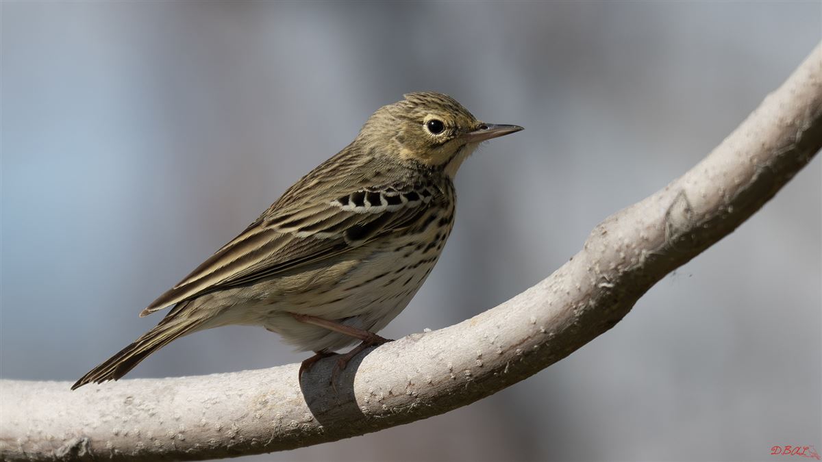 Tree Pipit