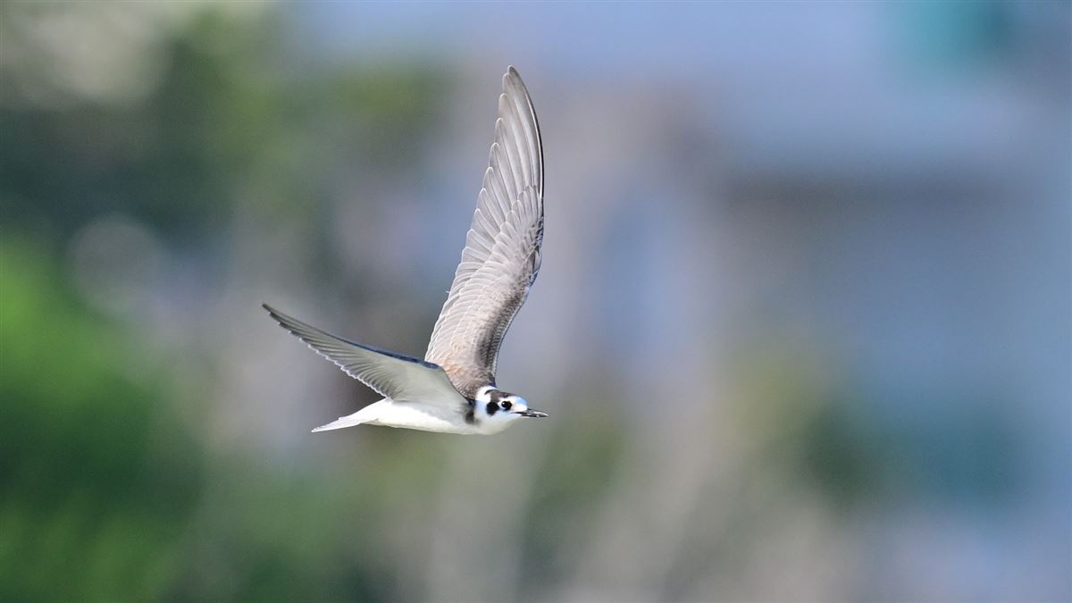 Black Tern