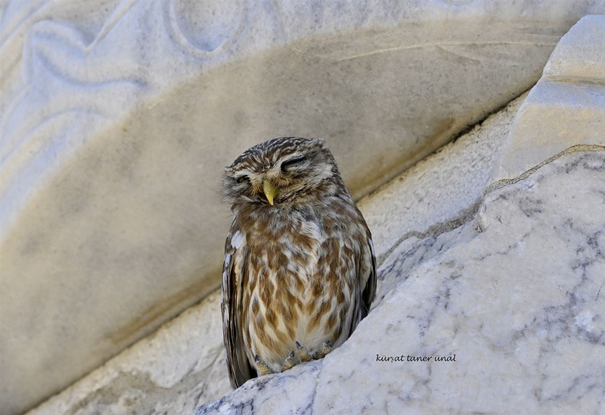 Little Owl