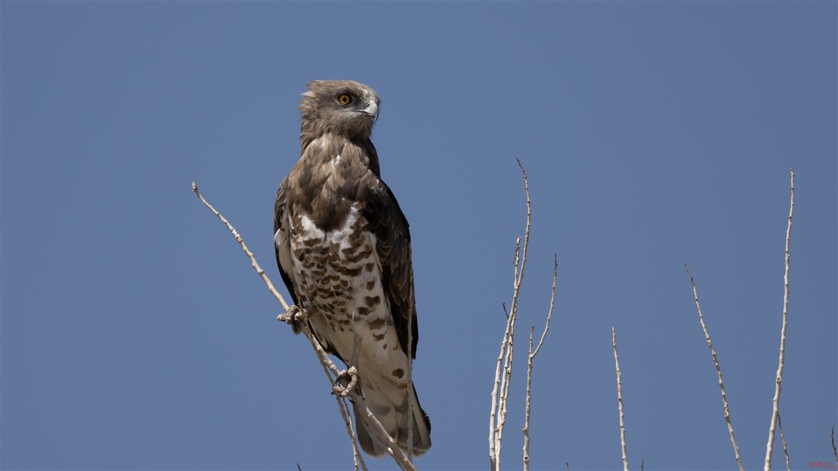 Short-toed Snake Eagle