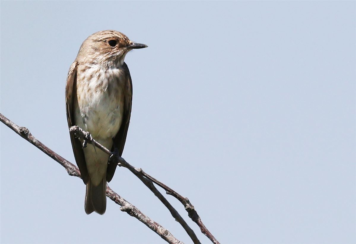 Spotted Flycatcher