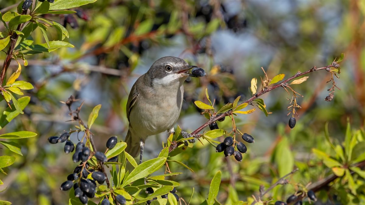 Lesser Whitethroat