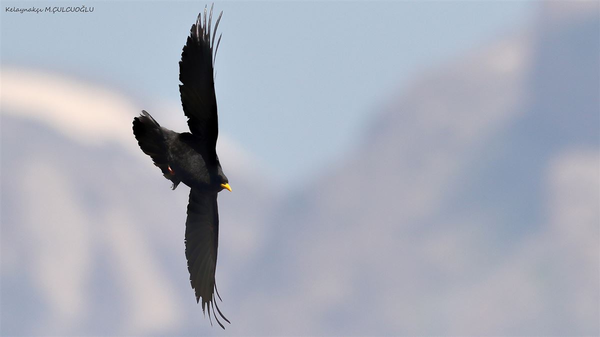 Alpine Chough