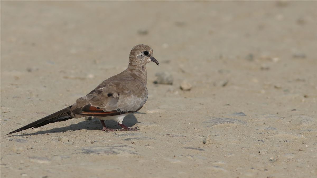 Namaqua Dove
