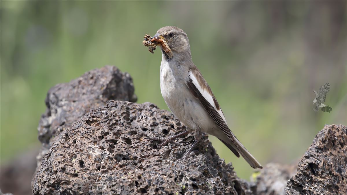 White-winged Snowfinch