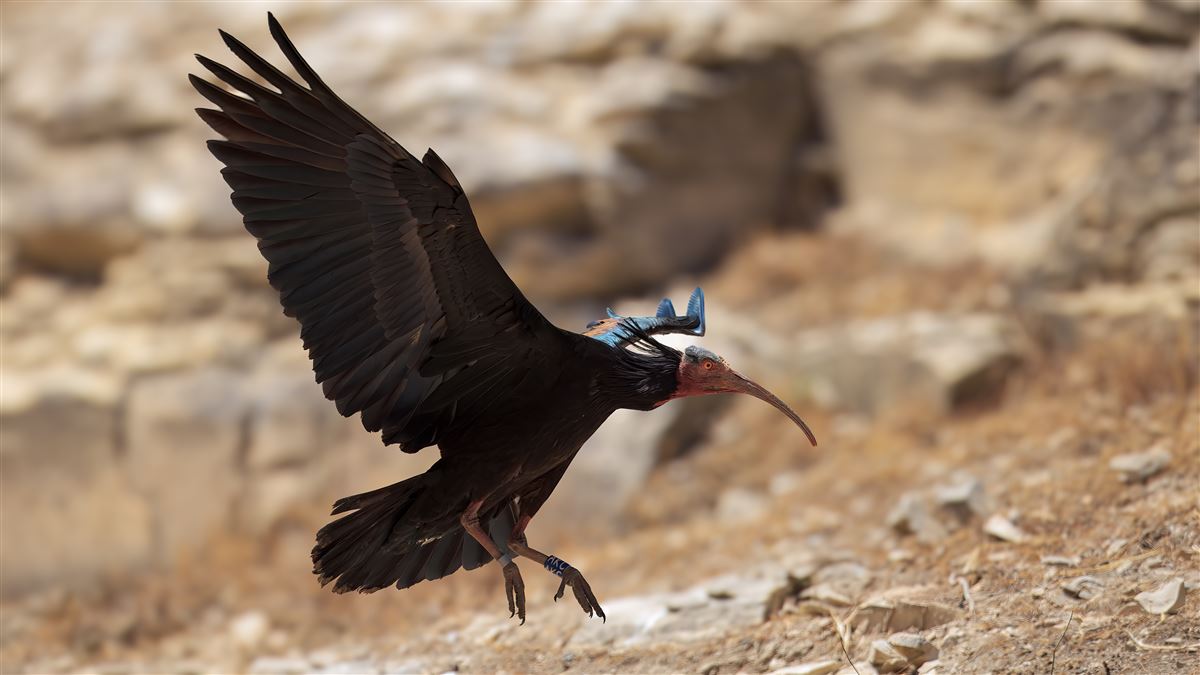 Northern Bald Ibis