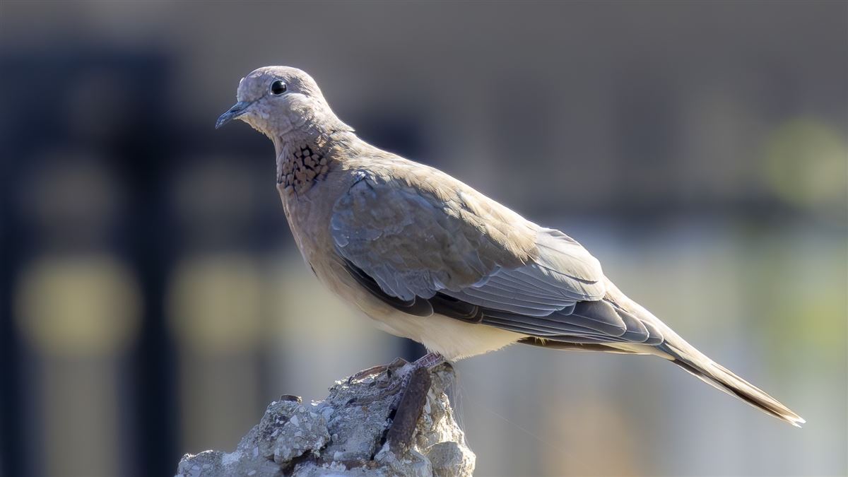 Laughing Dove