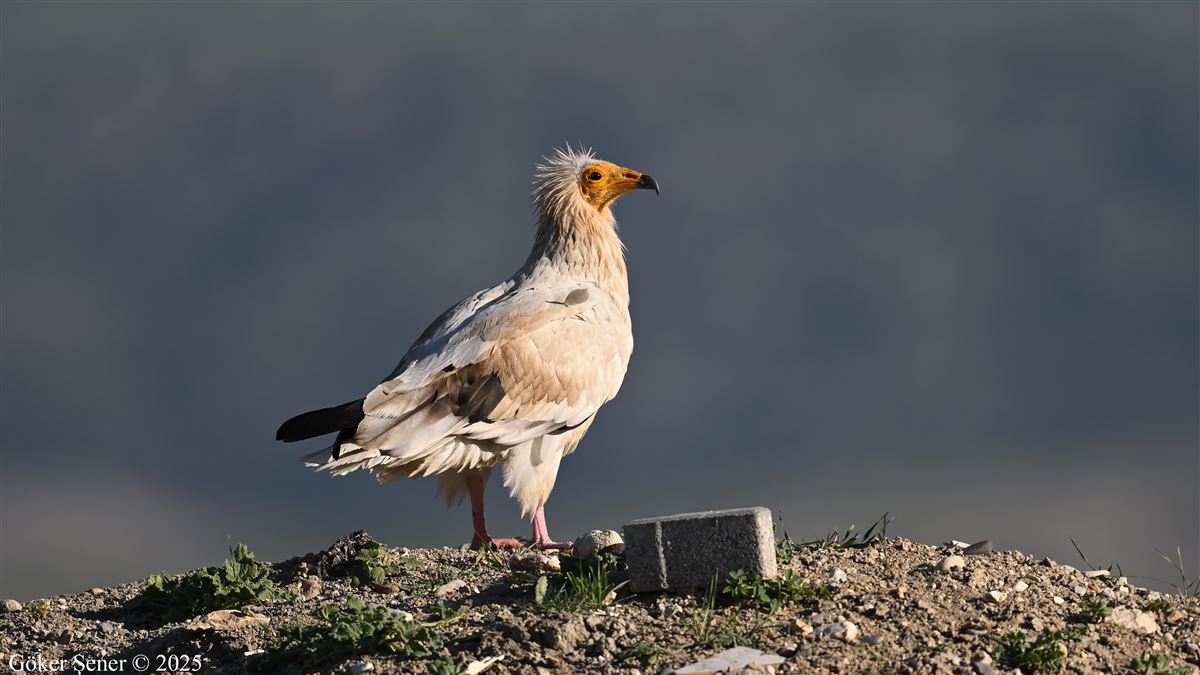 Egyptian Vulture