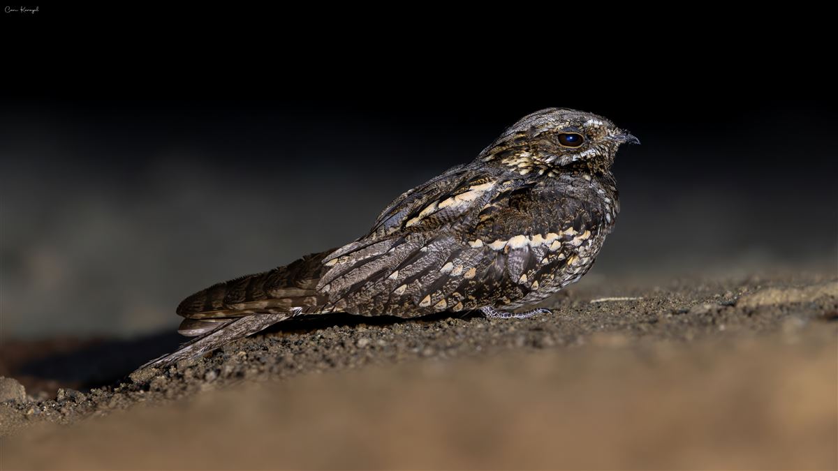 European Nightjar