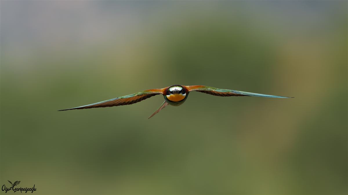 European Bee-eater