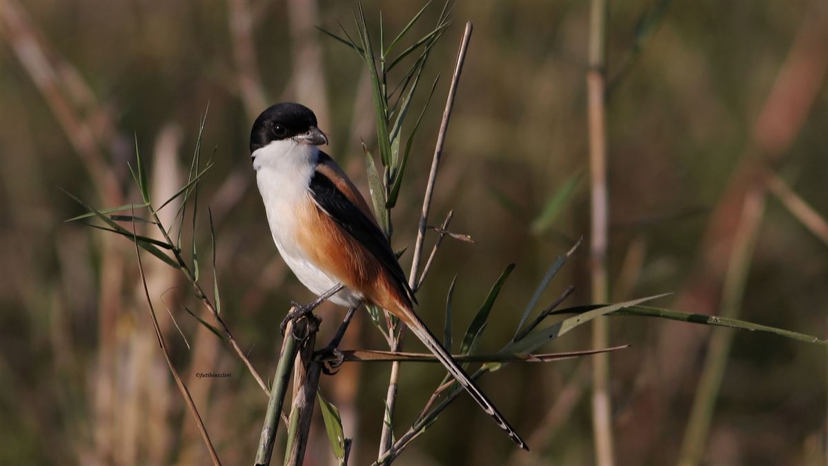 Long-tailed Shrike