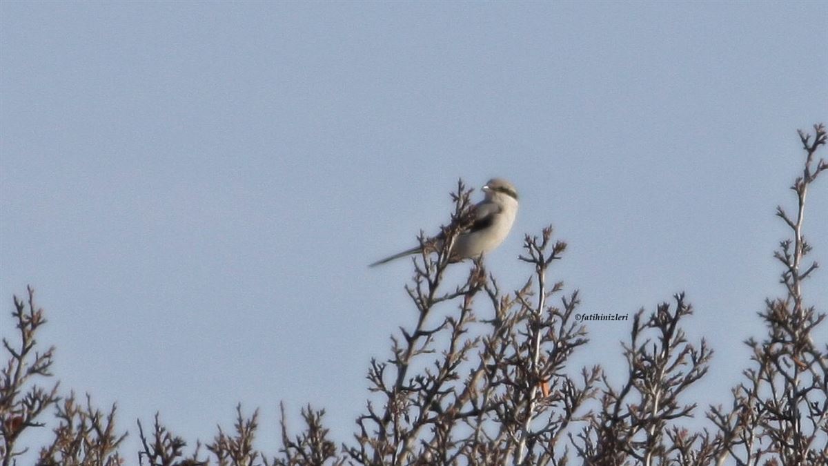 Great Grey Shrike