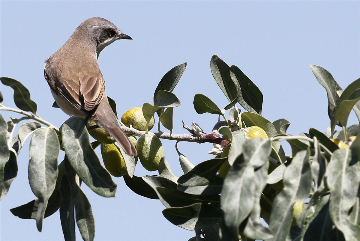 Lesser Whitethroat