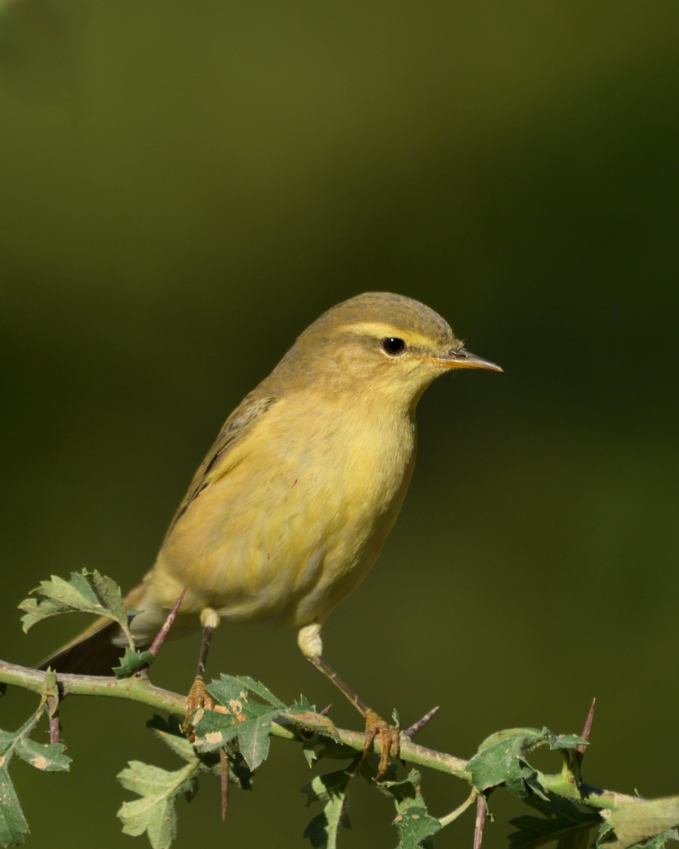 Willow Warbler