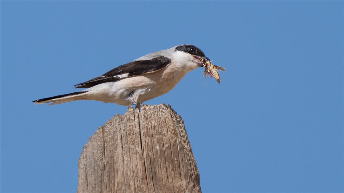 Lesser Grey Shrike