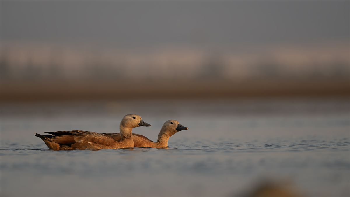 Ruddy Shelduck