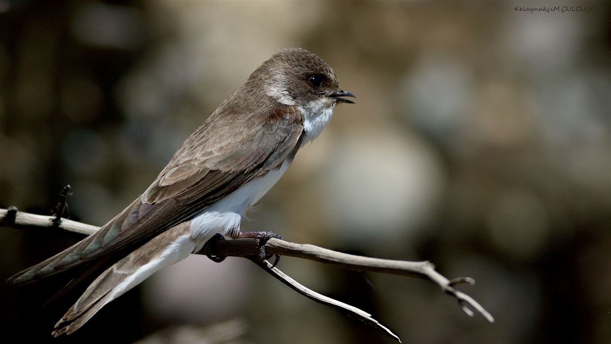 Sand Martin