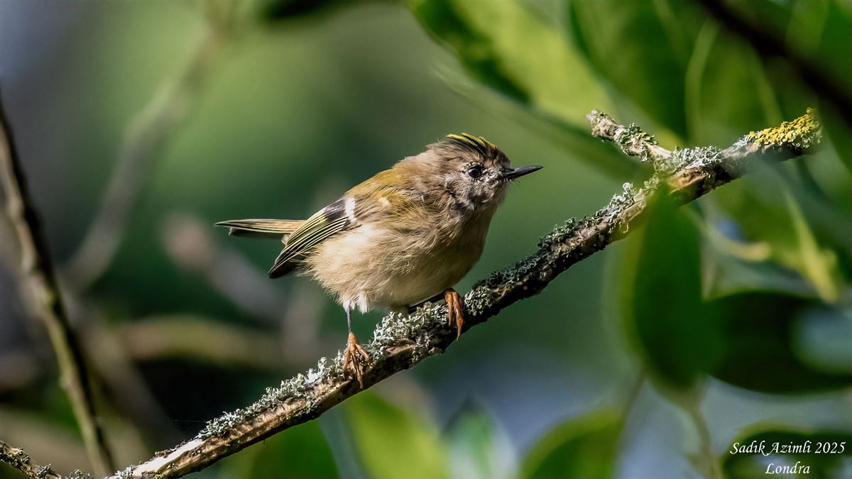 Goldcrest