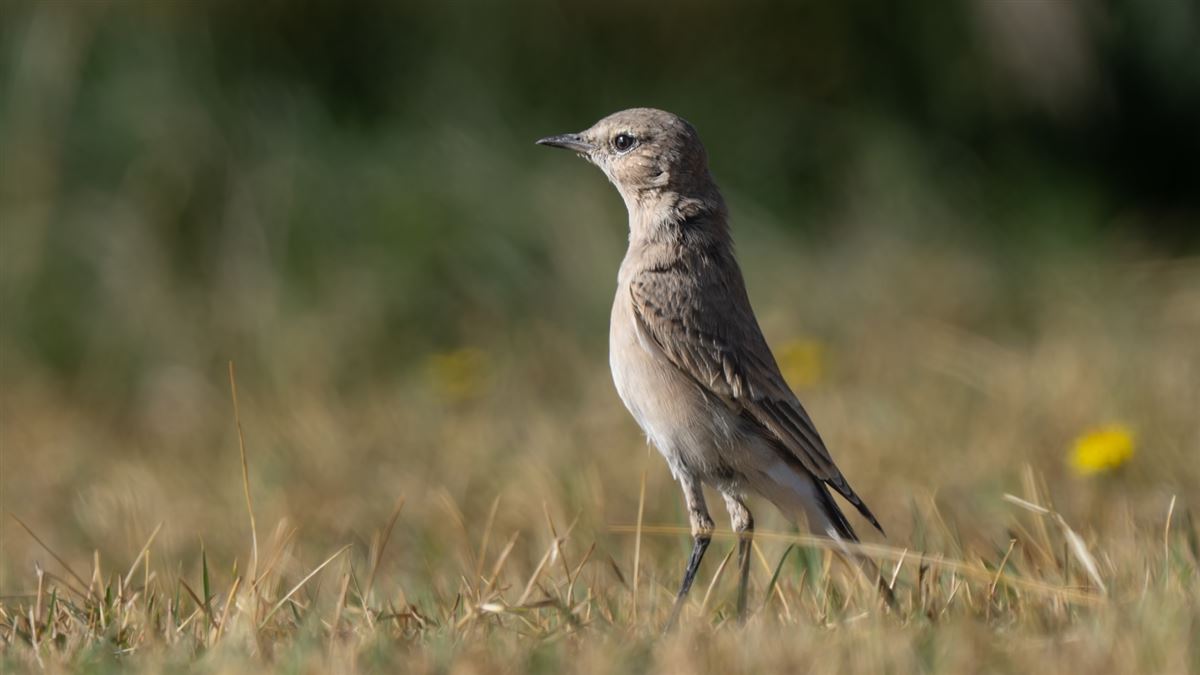 Isabelline Wheatear